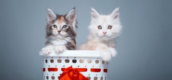 两只小猫在一起的图片欣赏