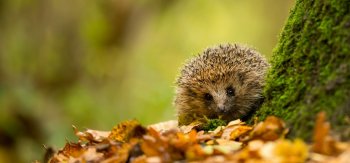森林里勇敢的刺猬图片