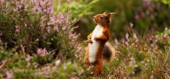 花丛中的小松鼠高清图片