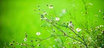 绿色大自然小鸟特写壁纸图片