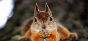 趴着的松鼠高清图片