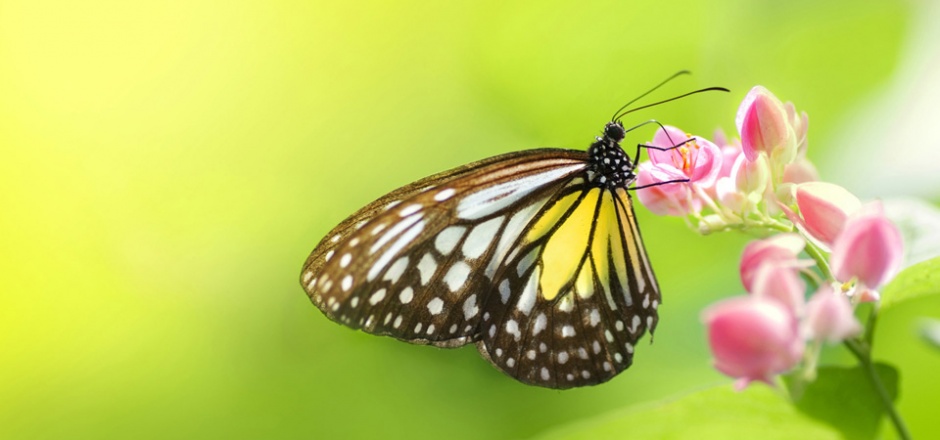 唯美的蝴蝶图片欣赏