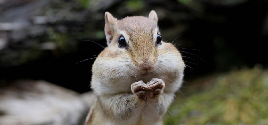 可爱的萌宠花栗鼠图片