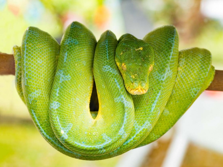 最吓人的蛇高清特写图片