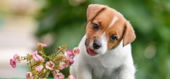 可爱的小杰克罗素梗犬图片