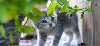 户外抓拍可爱小猫咪壁纸