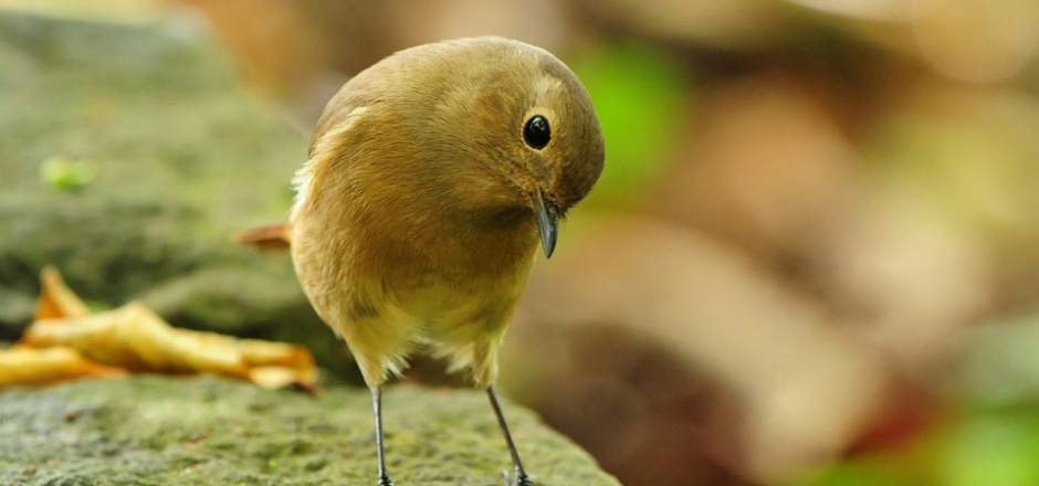 石阶上卖萌的麻雀小鸟图片