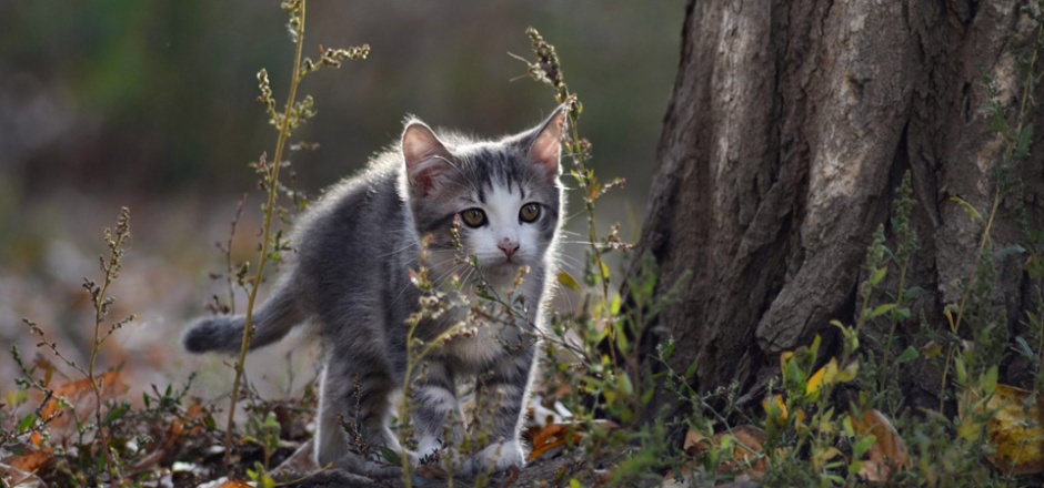超萌可爱小花猫动物壁纸