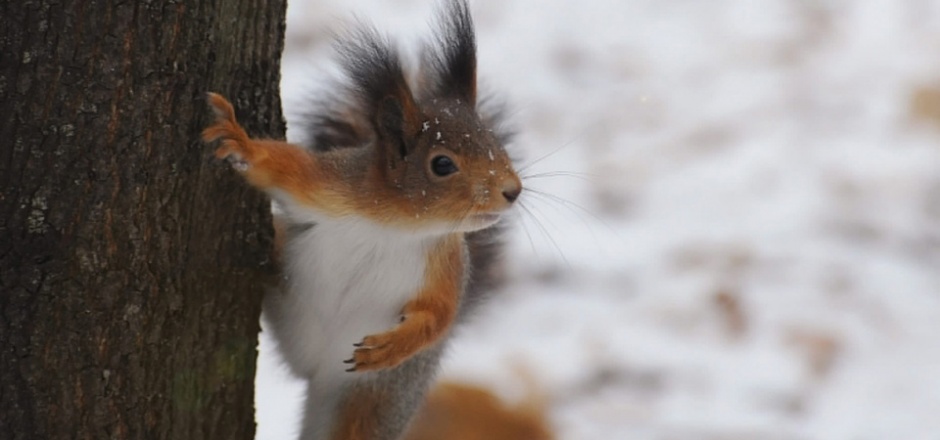 可爱机灵的松鼠高清大图