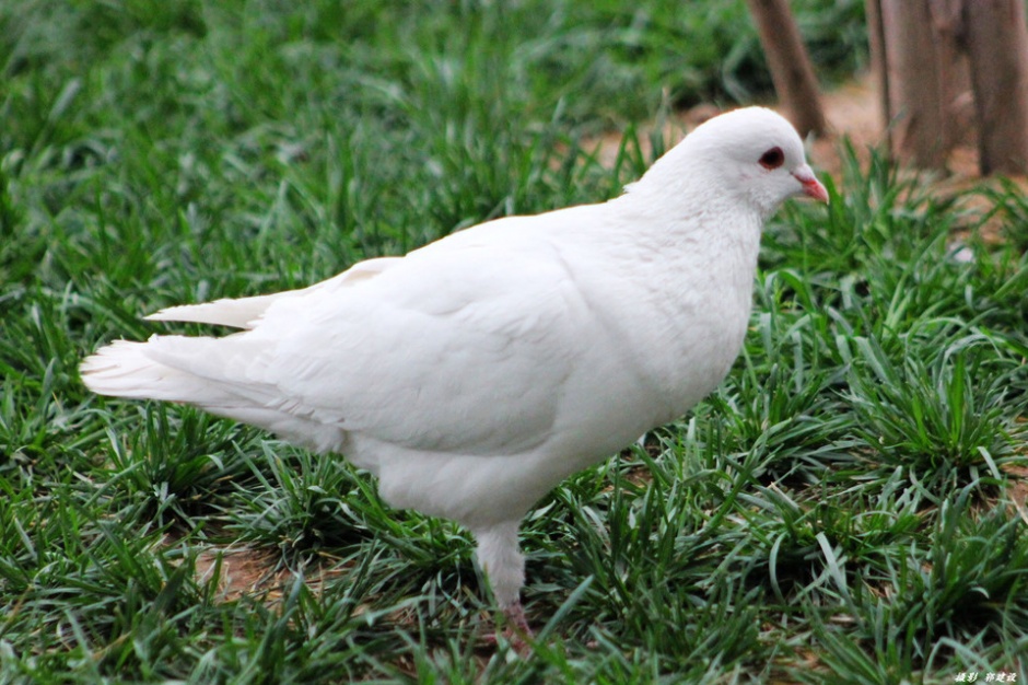 纯洁优雅的白色信鸽图片