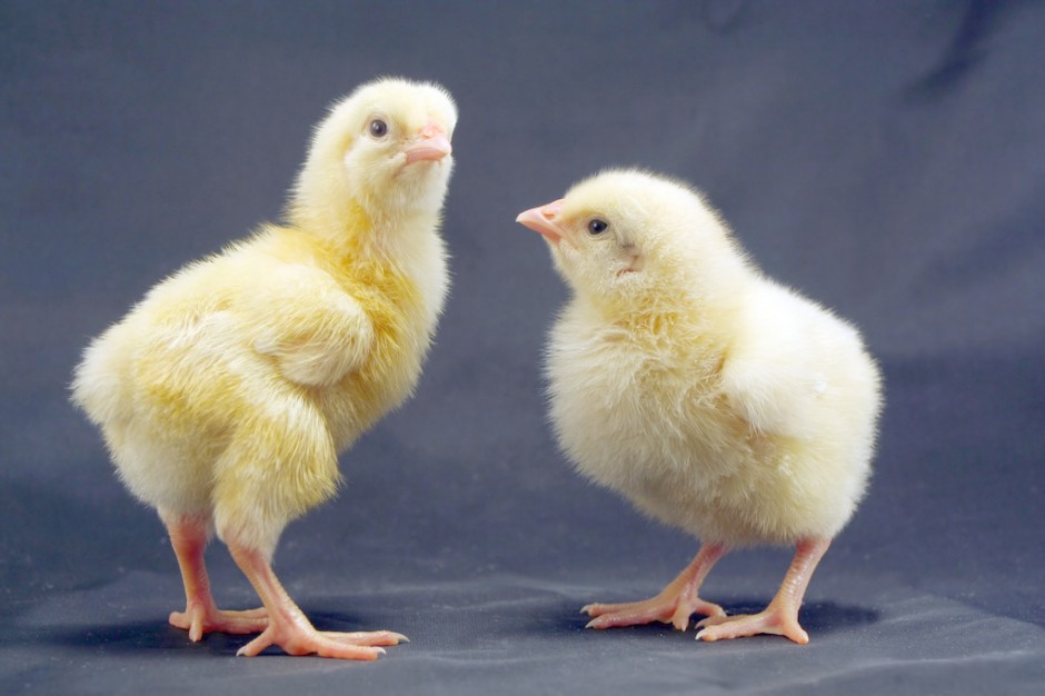 可爱娇小的超萌小鸡仔图片