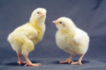 可爱娇小的超萌小鸡仔图片