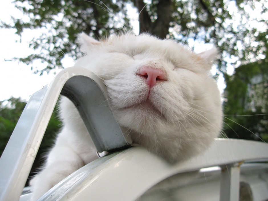 超萌猫咪图片壁纸