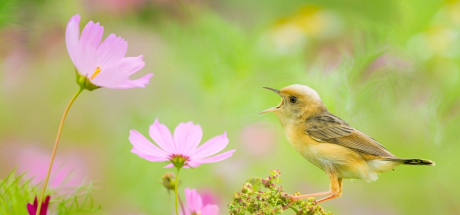 唯美春天花园小鸟图片