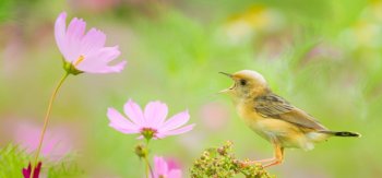 唯美春天花园小鸟图片