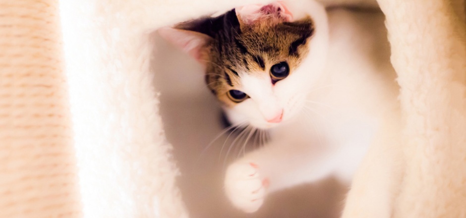 顽皮可爱的萌宠喵星人壁纸