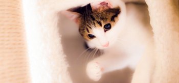 顽皮可爱的萌宠喵星人壁纸