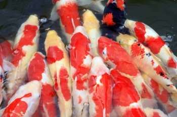 水中的鱼群超清实拍图片