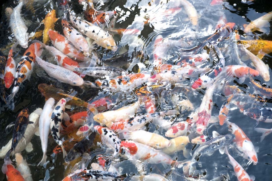 水中的鱼群超清实拍图片