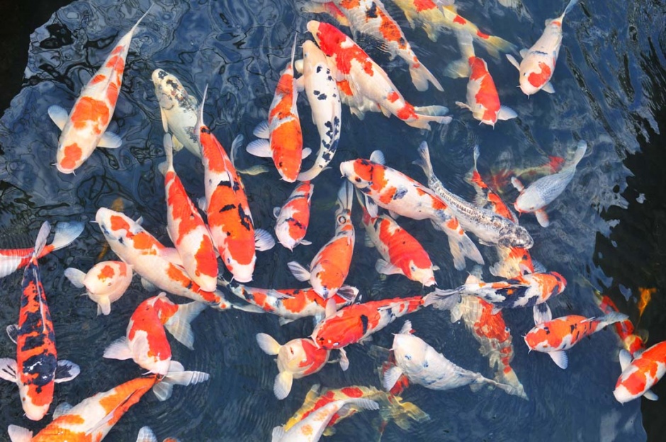 水中的鱼群超清实拍图片