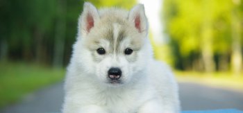 可爱的哈士奇小狗摄影图片