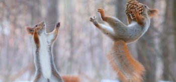 空中跳跃的松鼠摄影图片