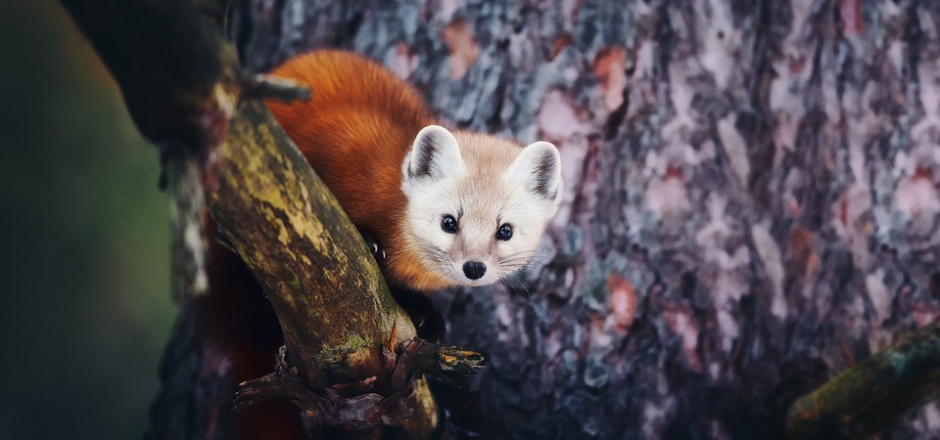 可爱的野生貂鼠图片