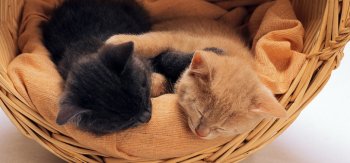 竹篮里睡觉的萌猫咪壁纸桌面