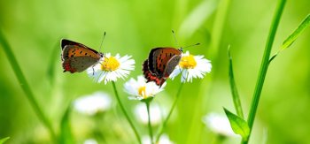 春天唯美白色菊花蝴蝶壁纸