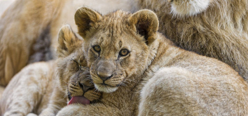 眼神犀利专注的小狮子壁纸
