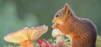 可爱的森林小松鼠壁纸图片