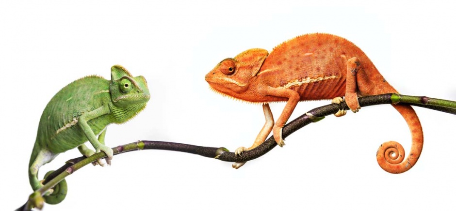 另类的宠物变色龙高清图片