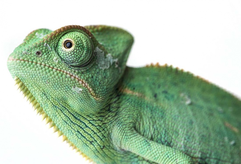 另类的宠物变色龙高清图片