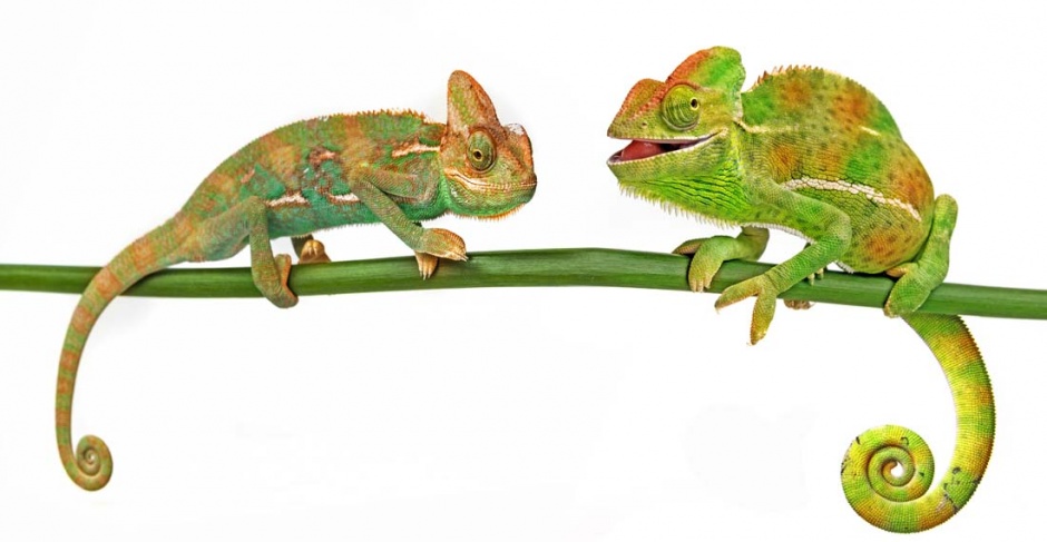 另类的宠物变色龙高清图片