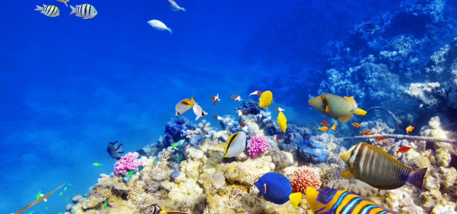 色彩斑斓的热带海底世界壁纸