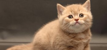 娇小软萌的可爱猫咪壁纸