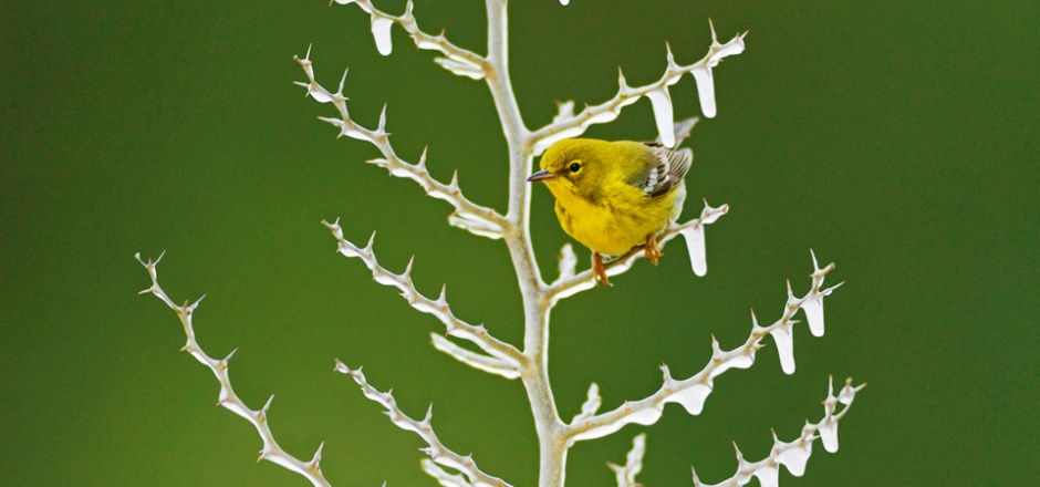 冰枝上的小鸟高清图片