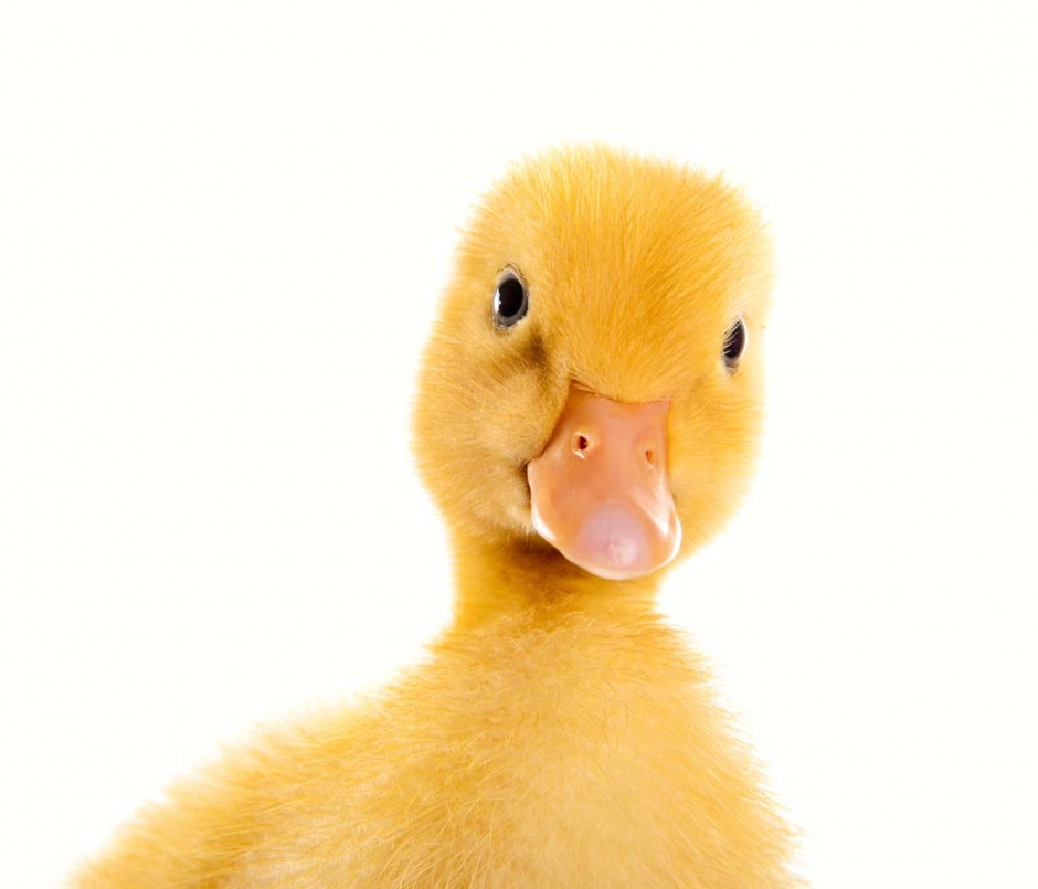 可爱的黄色小鸭子图片