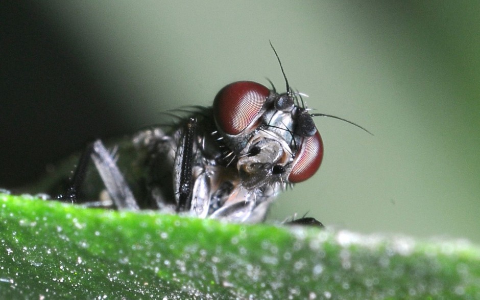 微距下的苍蝇高清图片