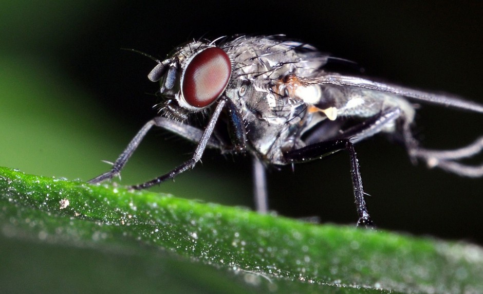 微距下的苍蝇高清图片