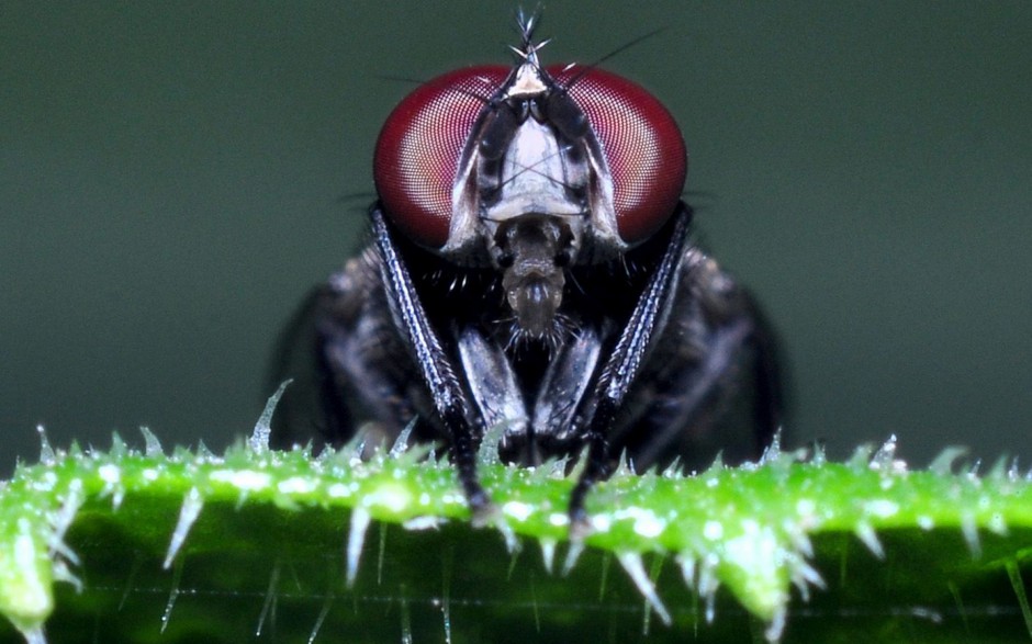 微距下的苍蝇高清图片