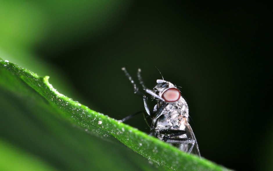 微距下的苍蝇高清图片