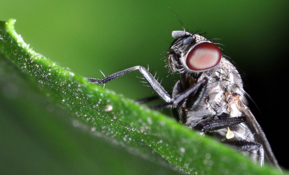 微距下的苍蝇高清图片