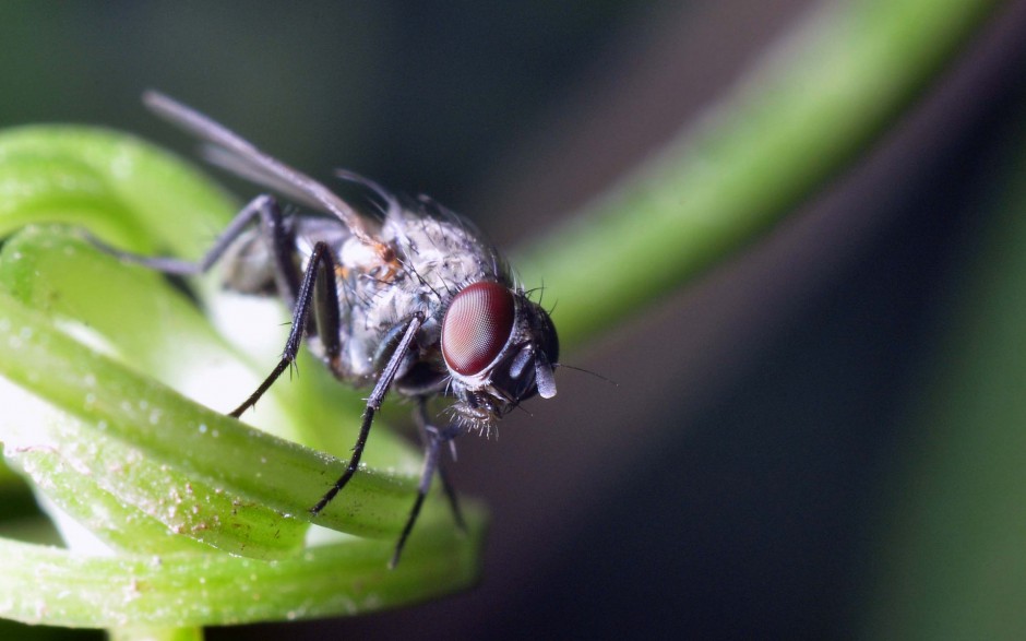 微距下的苍蝇高清图片
