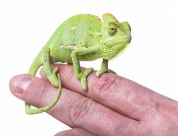 另类的宠物变色龙高清图片