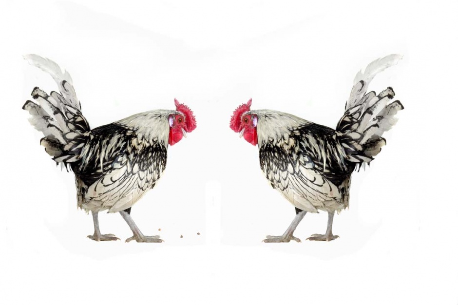 会下蛋的母鸡高清动物图片