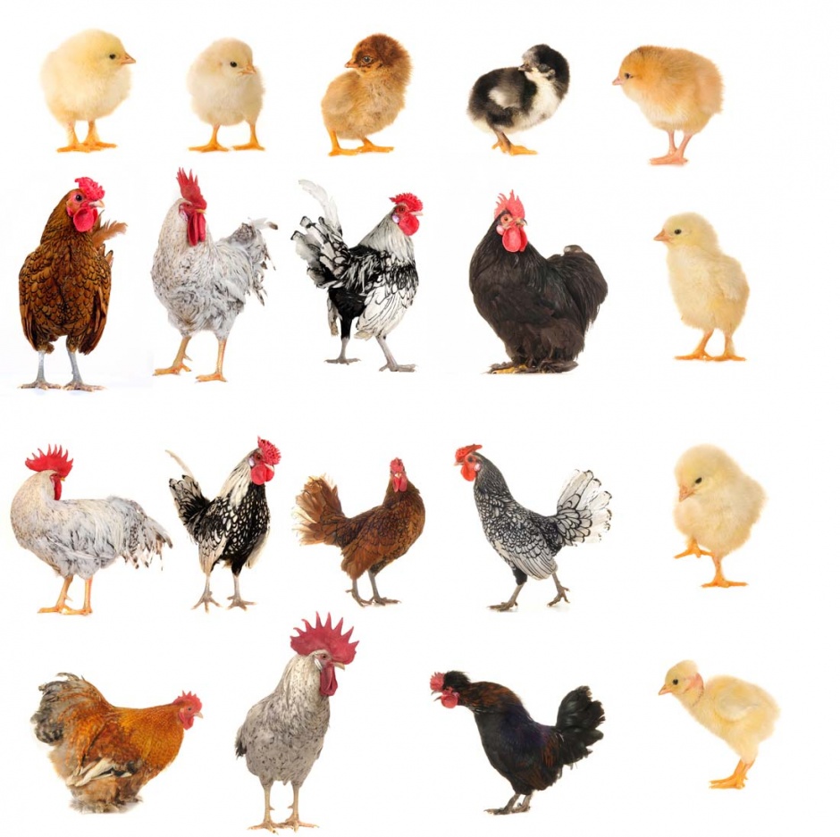 会下蛋的母鸡高清动物图片