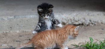 两只可爱的猫咪玩耍图片