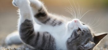 最萌的猫高清摄影图片