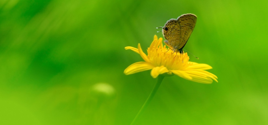 美丽的鲜花和蝴蝶图片